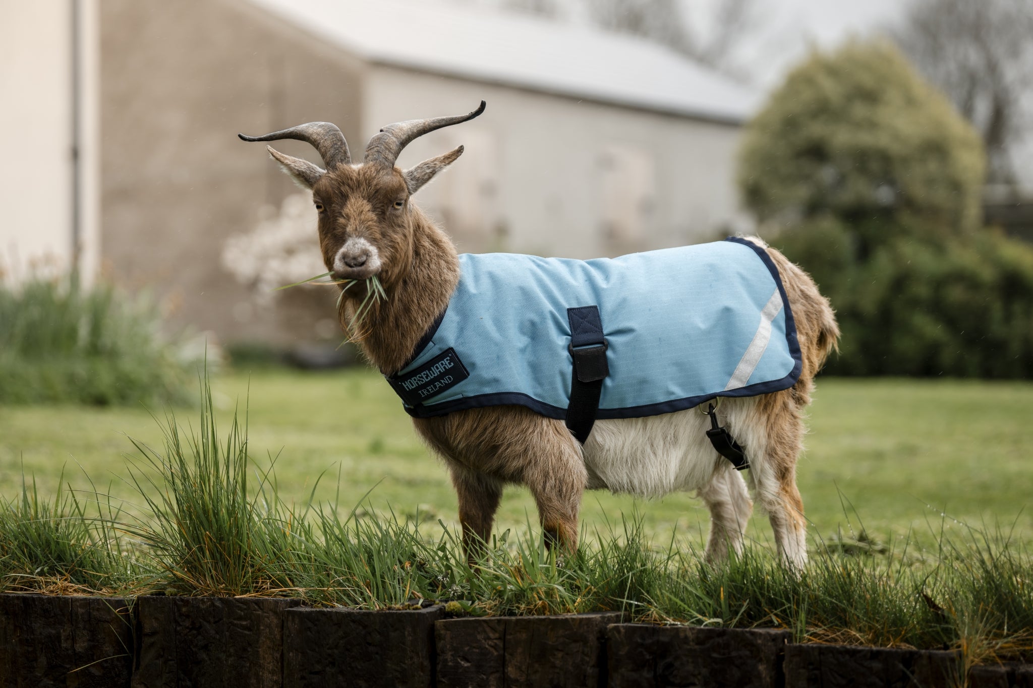 Horseware Goat Coat 100g