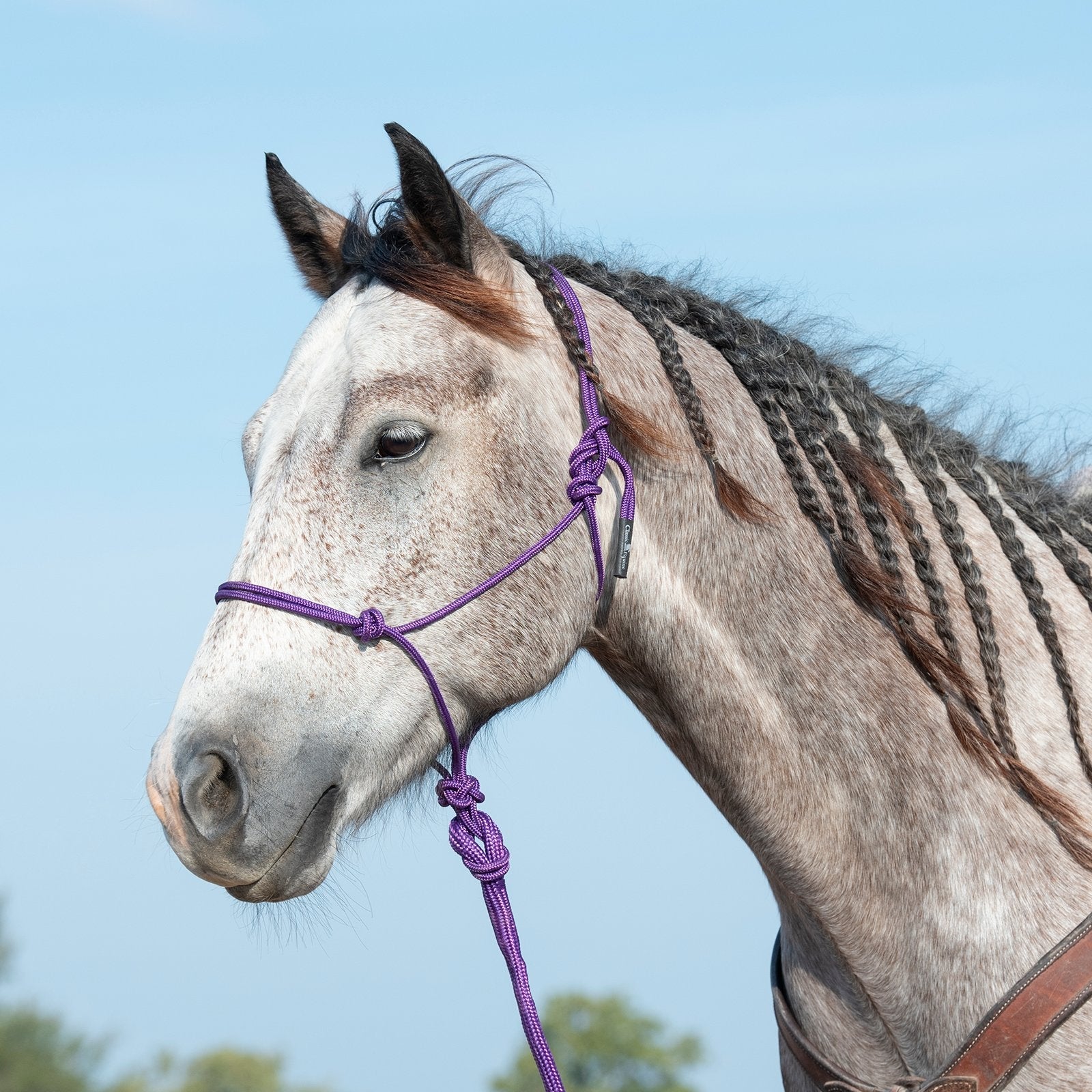 Classic Equine Rope Halter and 9 Foot Lead Rope