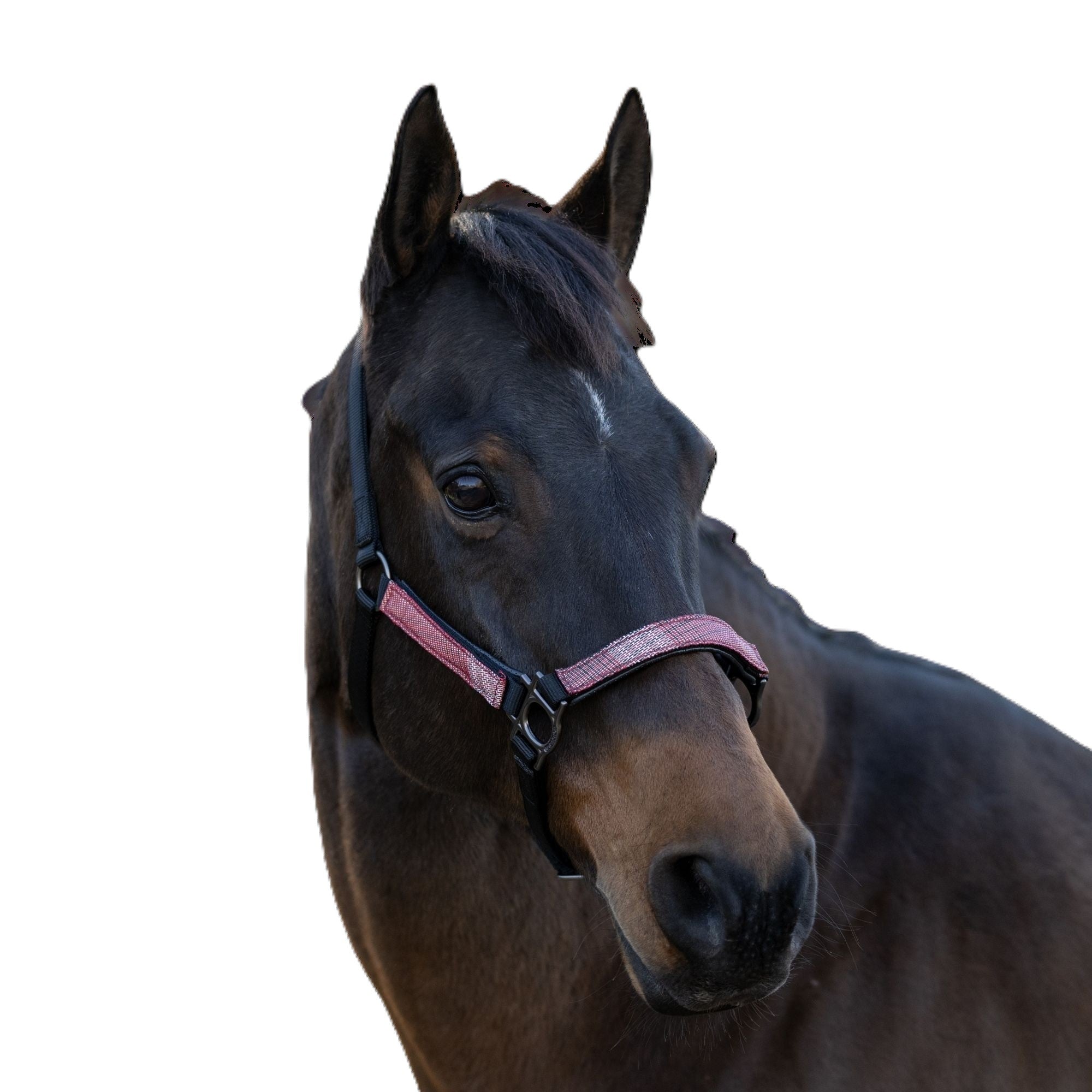 Kensington Breakaway Halter