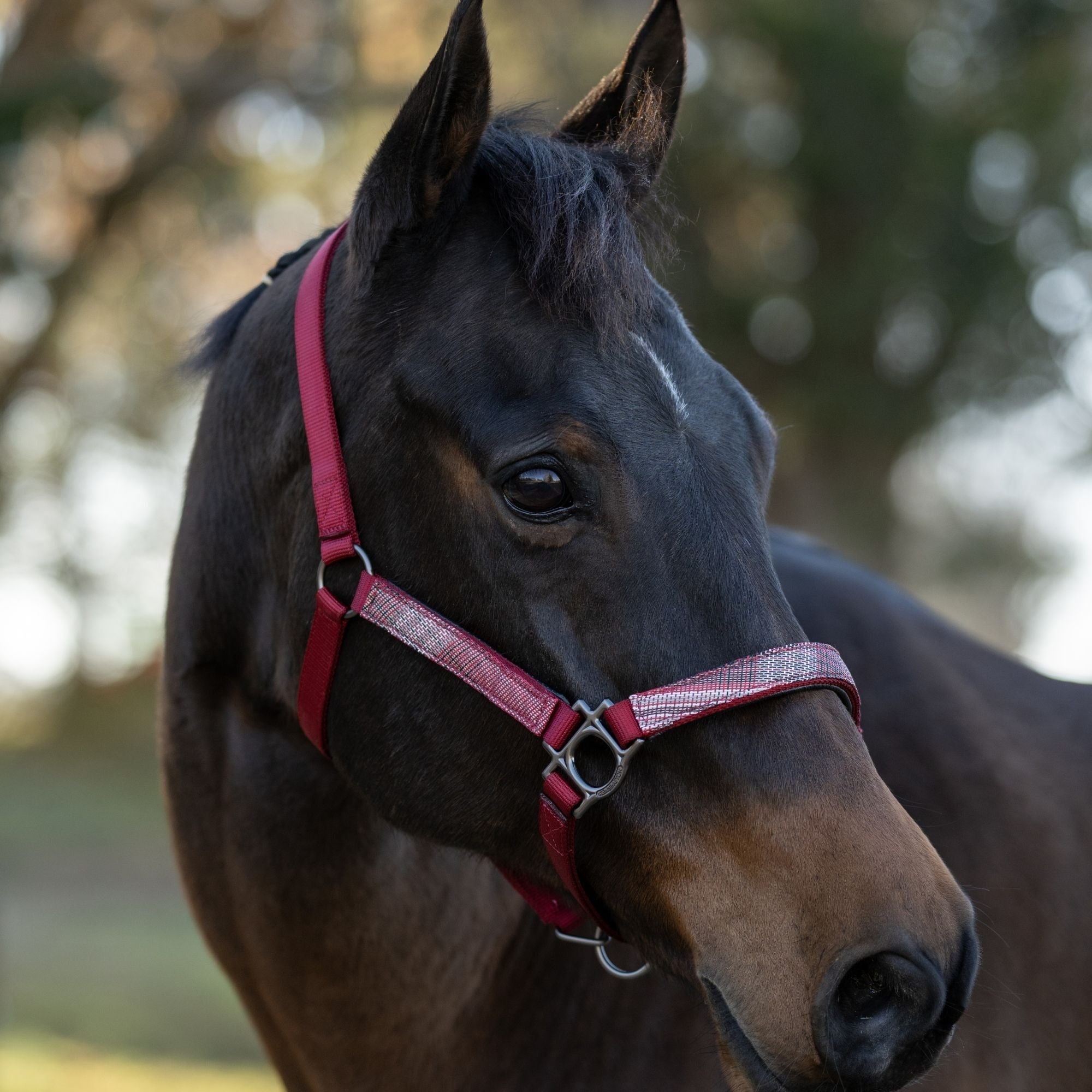 Kensington Breakaway Halter