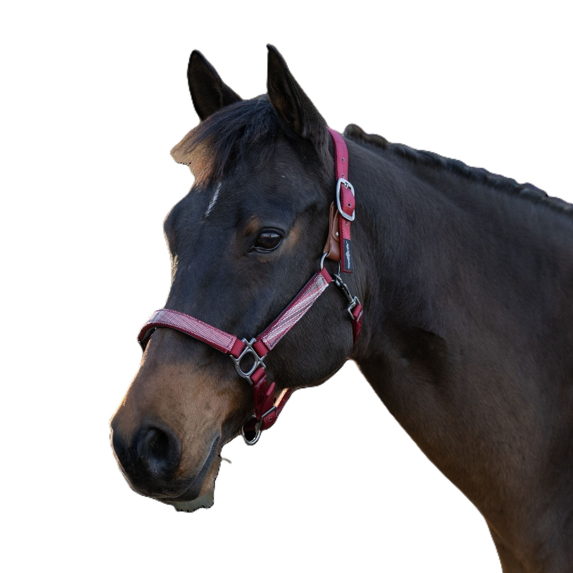 Kensington Breakaway Halter