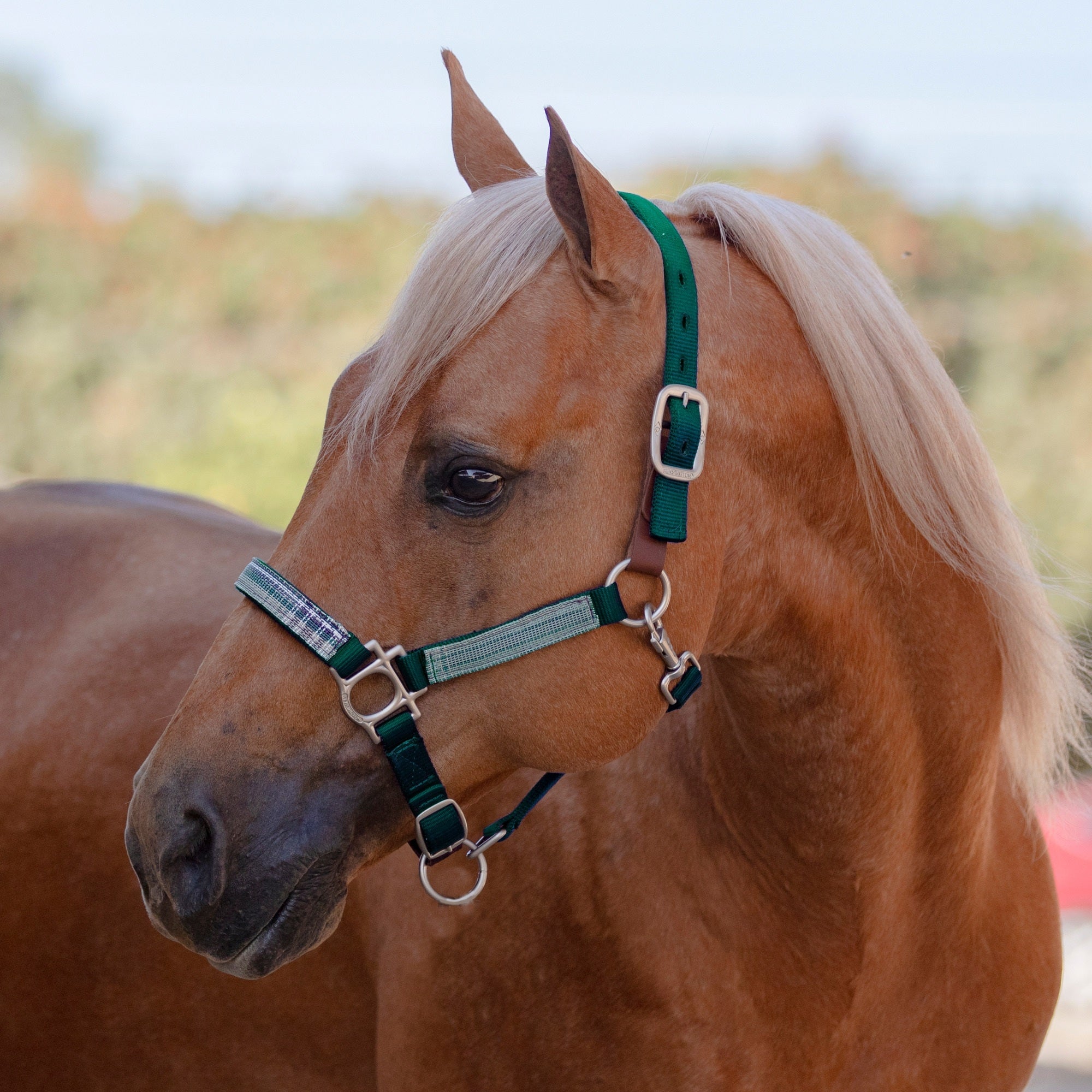 Kensington Breakaway Halter
