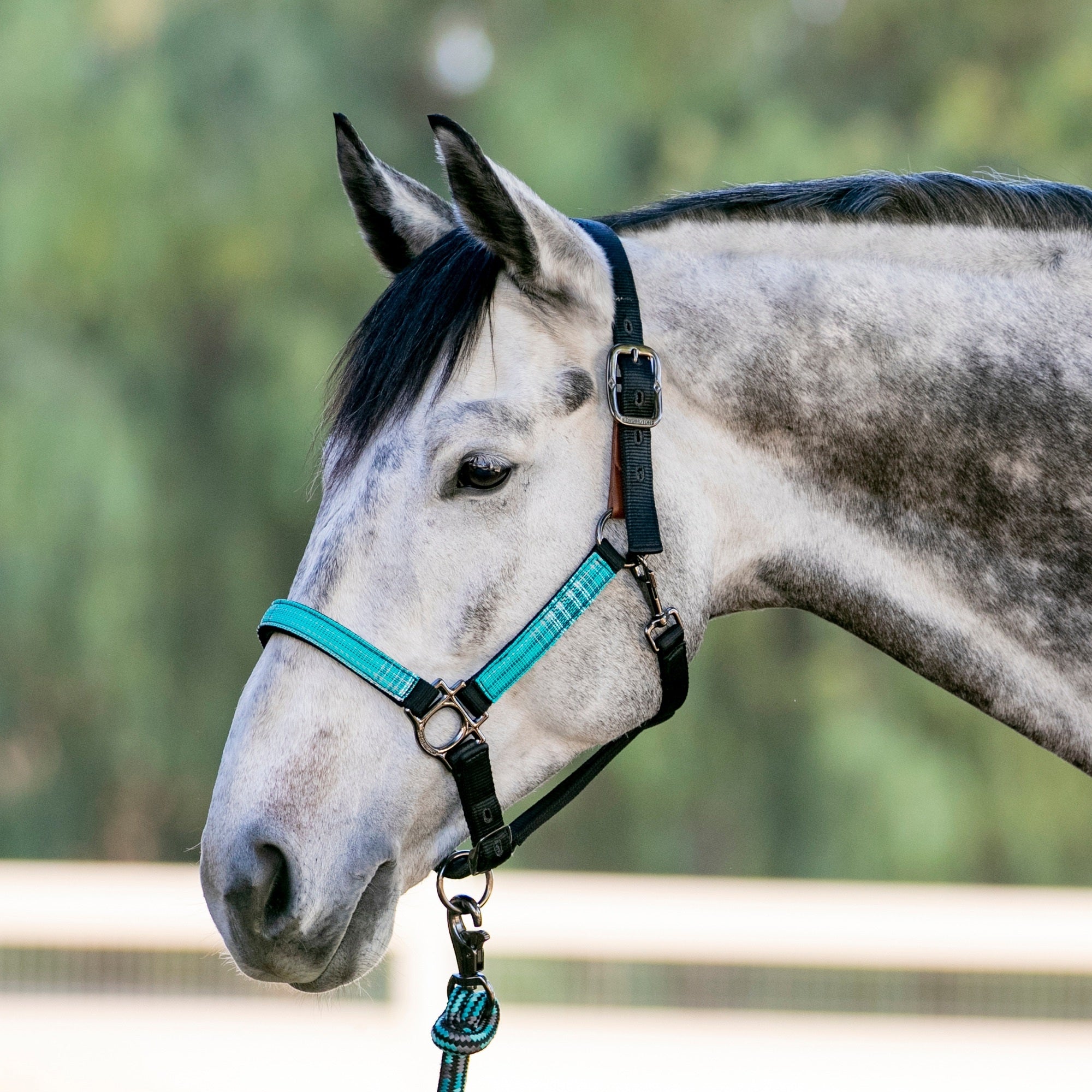 Kensington Breakaway Halter