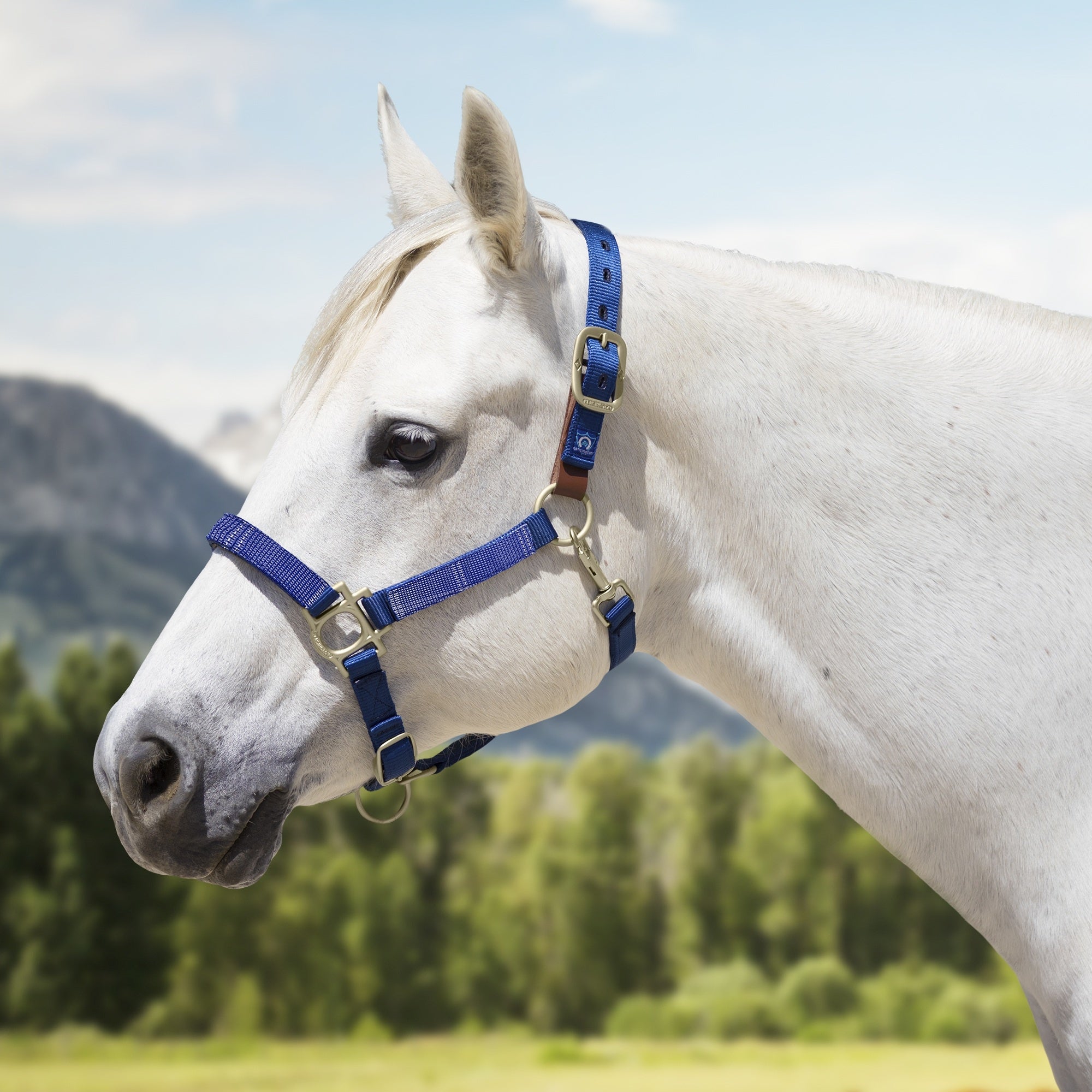 Kensington Breakaway Halter