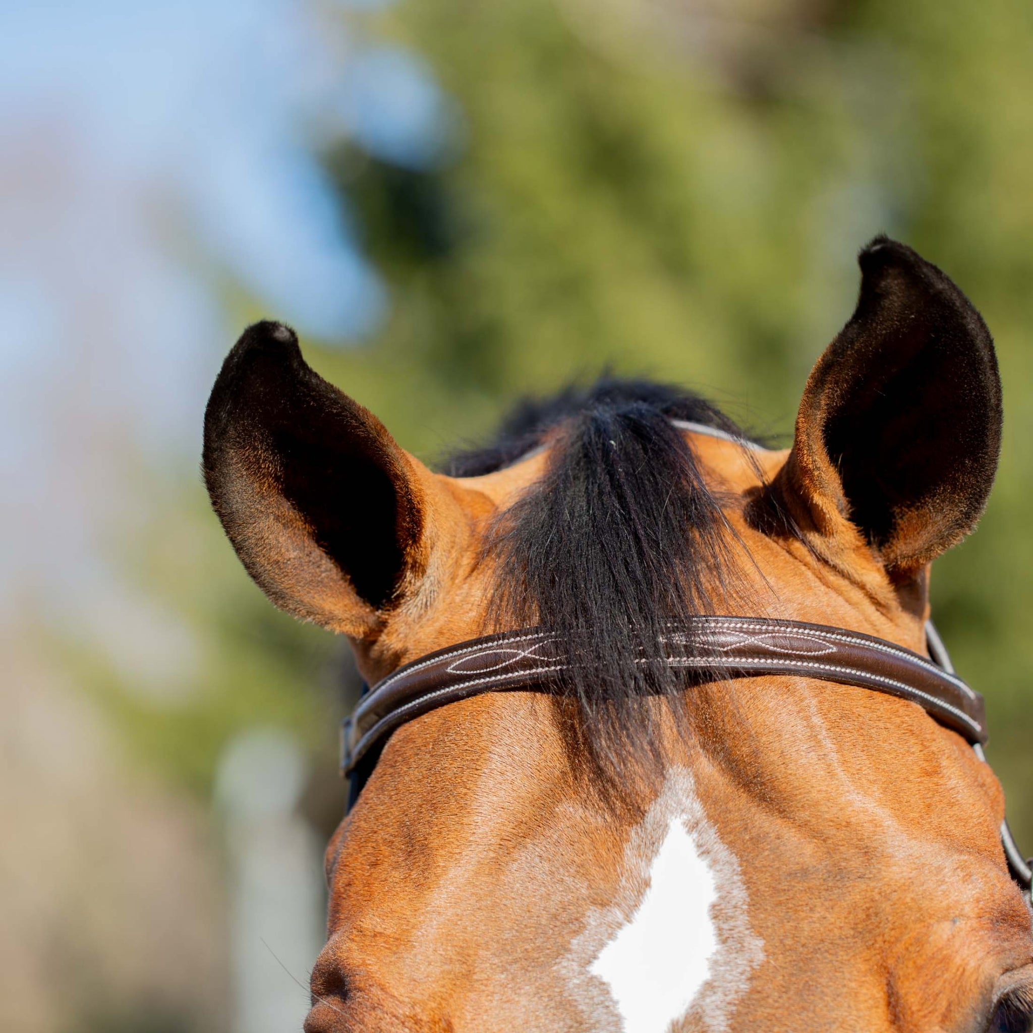 Equinavia Valkyrie Classic Wide Noseband Hunter Bridle with Reins