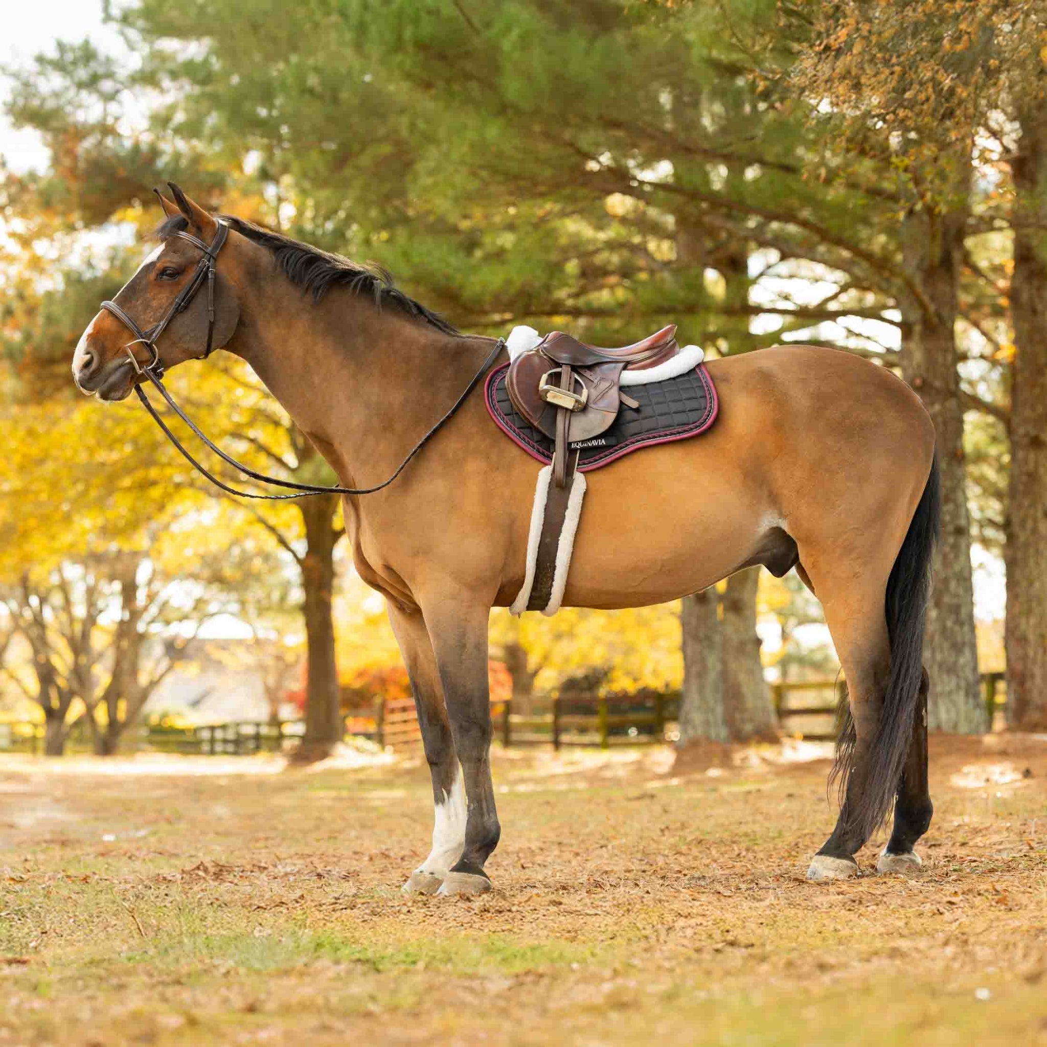 Equinavia Copenhagen Stay Put All Purpose Saddle Pad