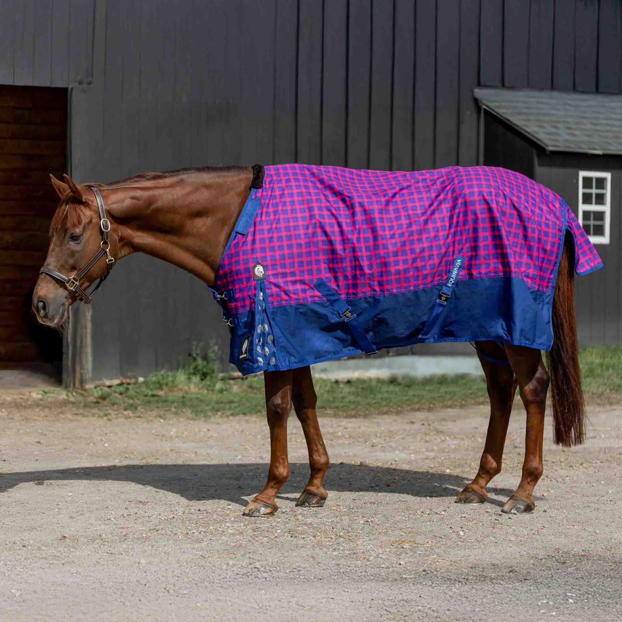 Equinavia Norse Lite Turnout Blanket 100g