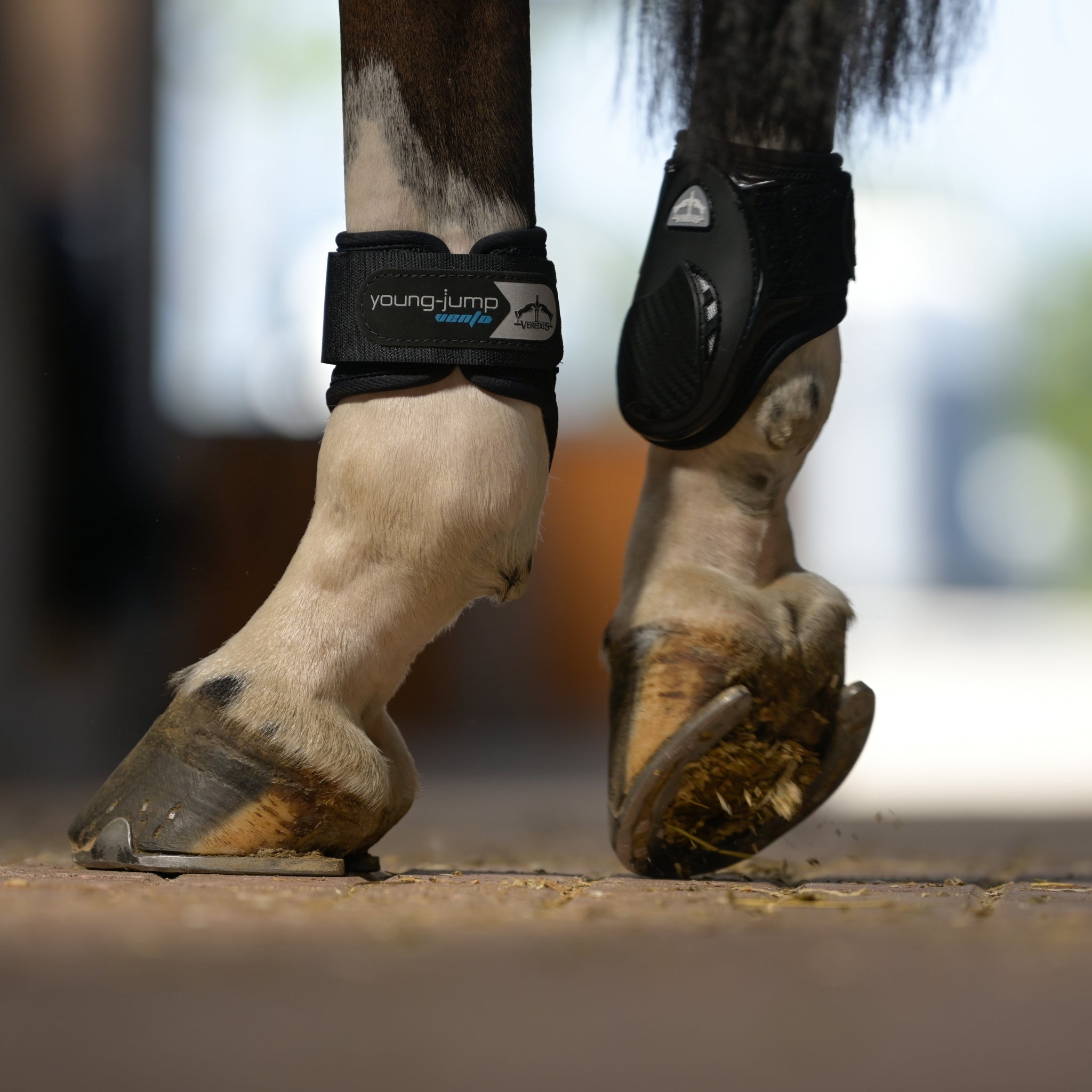 Veredus Young Jump Vento Rear Fetlock Boots