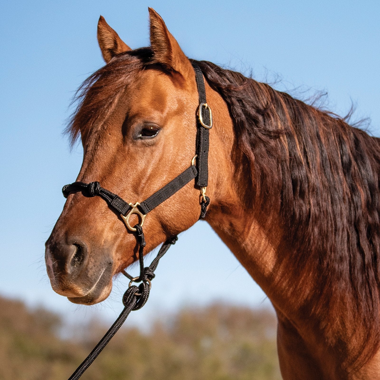 Cashel Nylon Rope Halter
