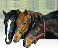 Replacement Breakaway Halter Set 1 x 9 Brn