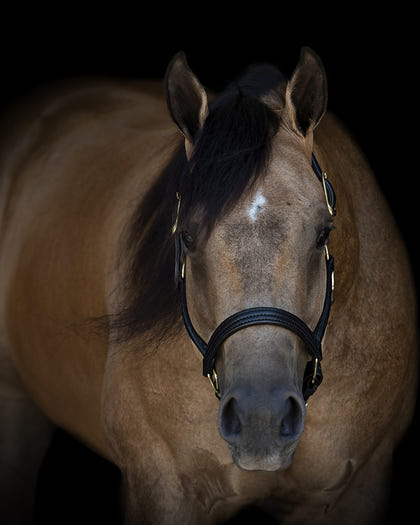 Perris Leather Turnout Halter