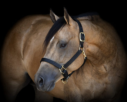 Perris Leather Turnout Halter
