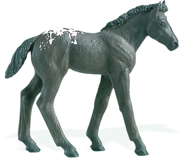 Appaloosa Foal