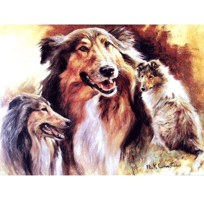 Rough Collies Blank Greeting Cards - 6 Pack