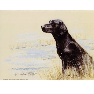 Black Labrador Sit By: Gill Evans, Matted