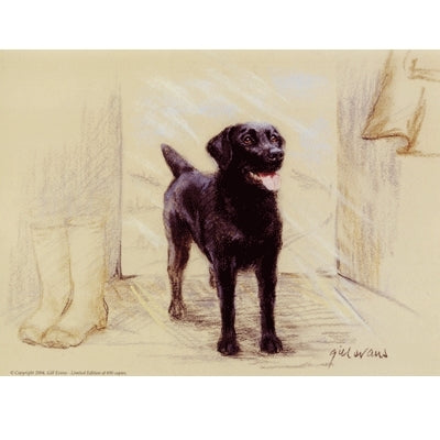 Black Labrador Stand By: Gill Evans, Matted