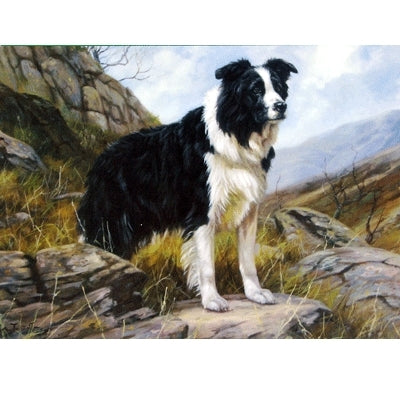 Hillside Watch (Border Collie) Blank Greeting Cards - 6 Pack