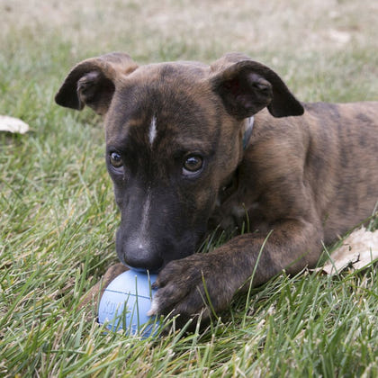 KONG Puppy Ball