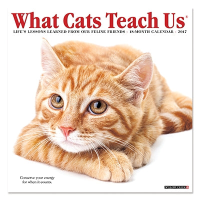 What Cats Teach Us 2017 18 Month Calendar