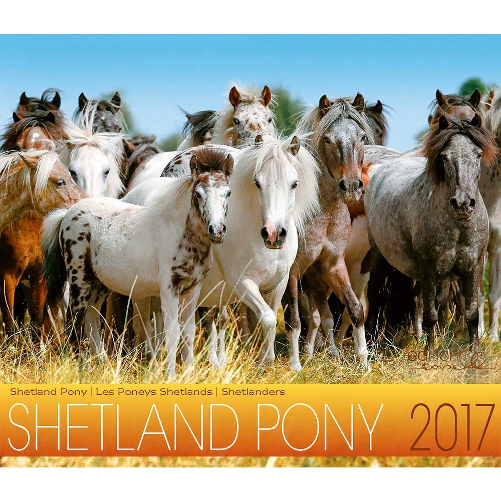 Boiselle Mid Sized Calendar Shetland Ponies - 2017