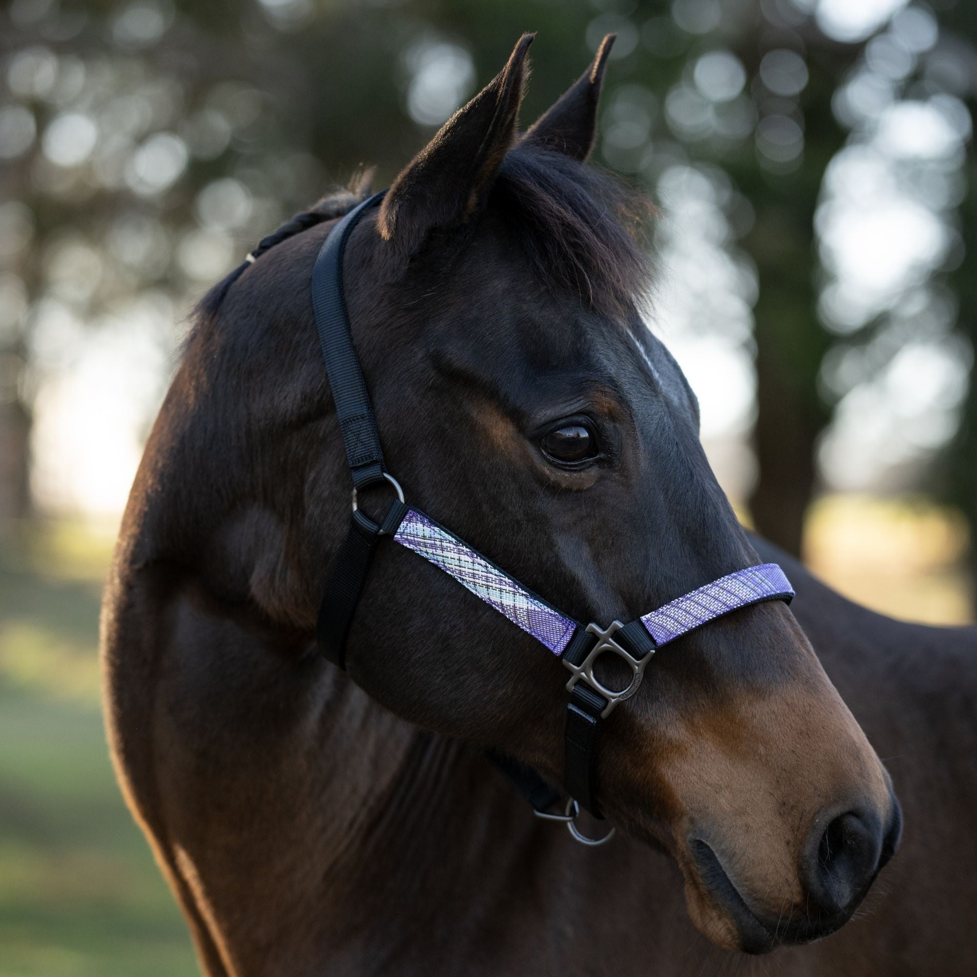 Kensington Breakaway Halter