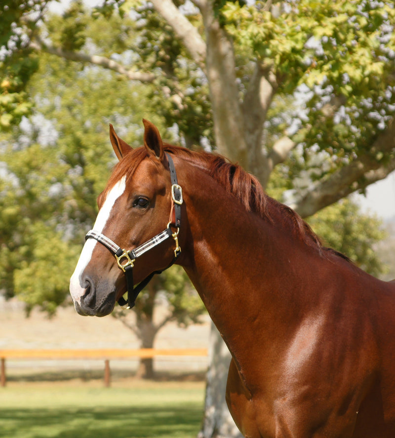 Kensington Breakaway Halter