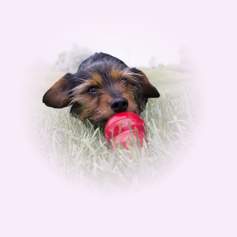 KONG Easy Treat for Dogs