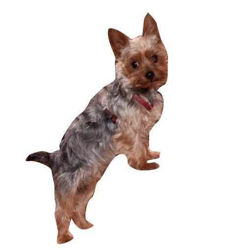 Pet Gear Easy Step II Medium Pet Steps