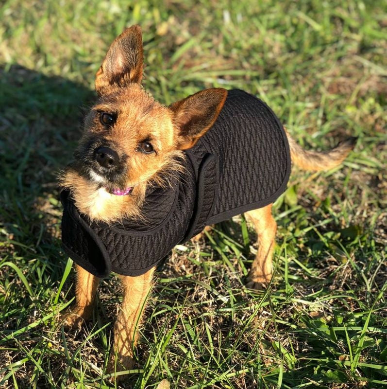 Tuffrider Thermo Manager Dog Blanket