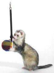Marshall Ferret Bungee Toy