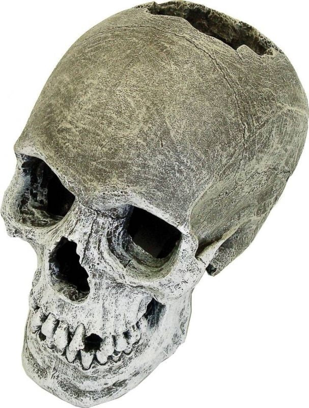 Blue Ribbon Human Skull Tank Ornament