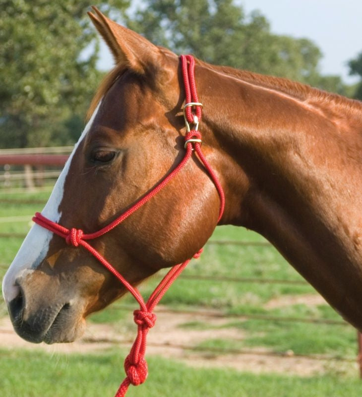 Mustang Easy-On Rope Halter
