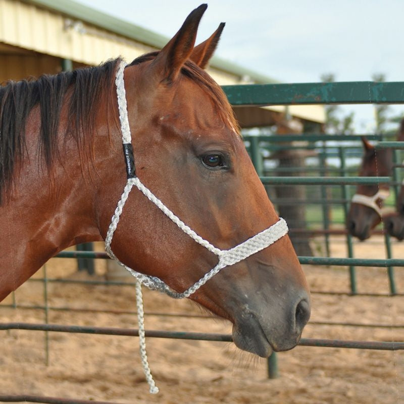 Martin Mule Tape Halter