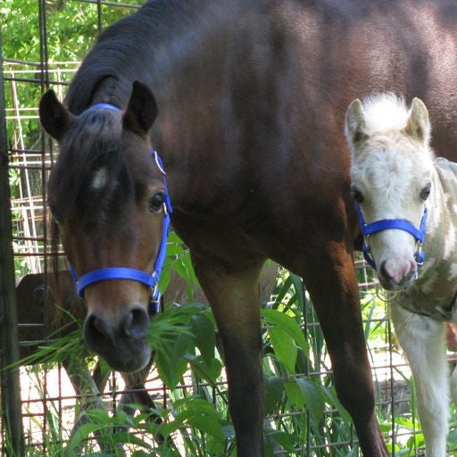 Neue Schule Tranz Angled Lozenge Pony Butterfly Pe