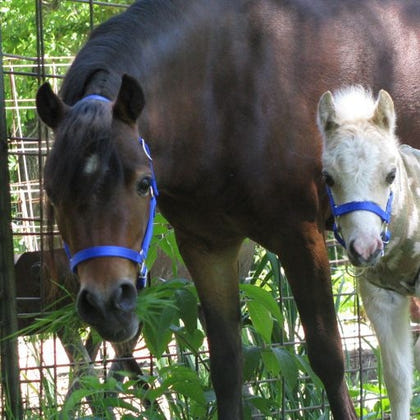 Neue Schule Tranz Angled Lozenge Pony Butterfly Pe