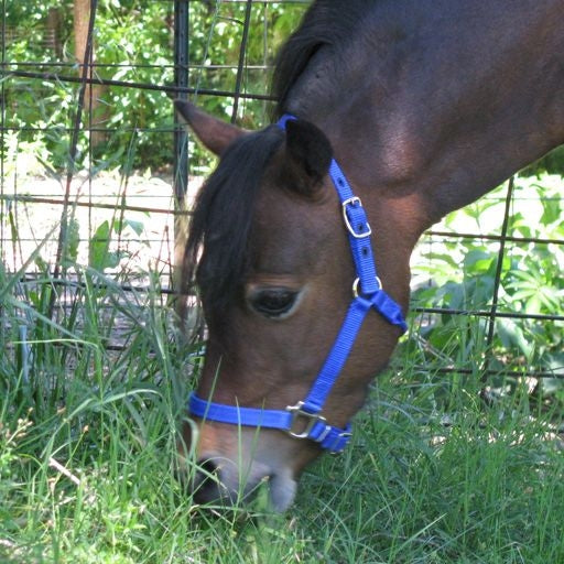 Neue Schule Tranz Angled Lozenge Pony Butterfly Pe