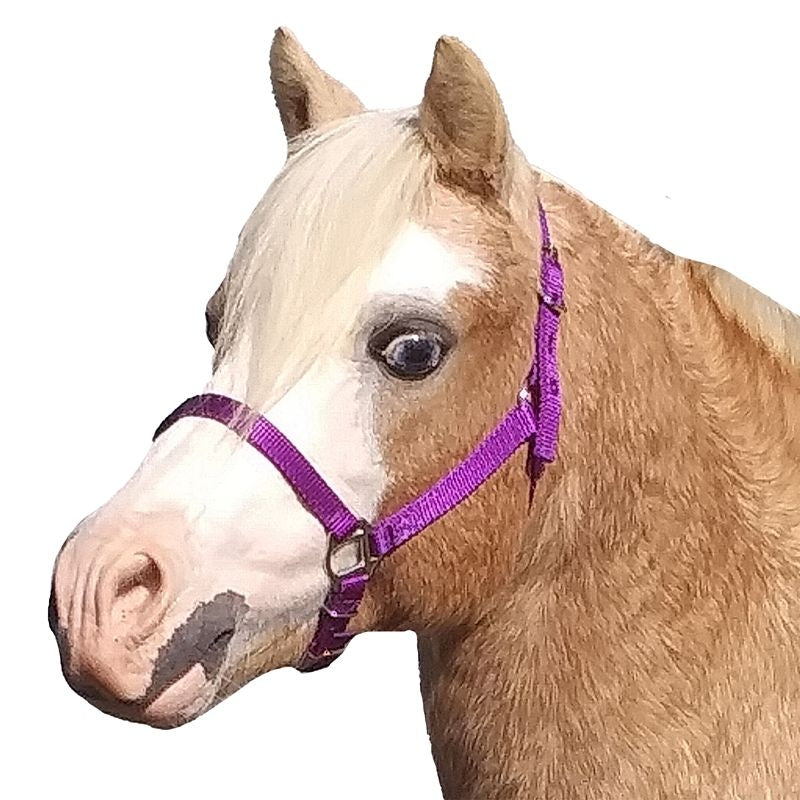 Neue Schule Tranz Angled Lozenge Pony Butterfly Pe