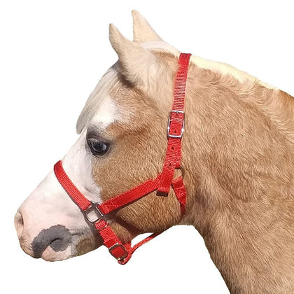 Neue Schule Tranz Angled Lozenge Pony Butterfly Pe