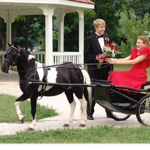 CDE Mini/Pony Formal Driving Harness