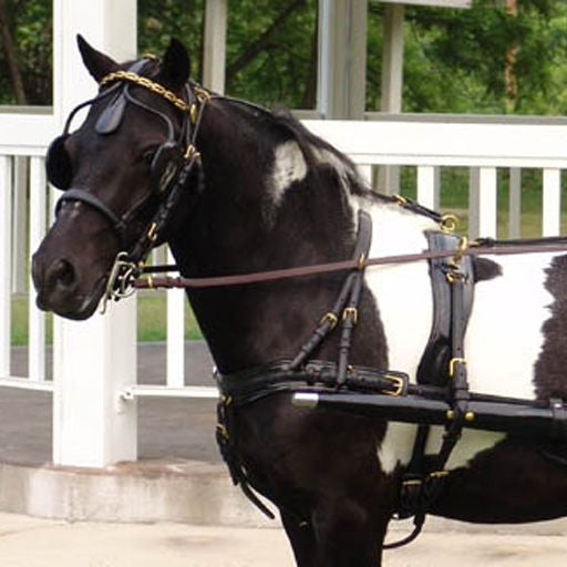 CDE Mini/Pony Formal Driving Harness