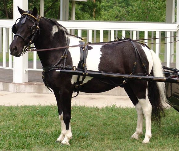 CDE Mini/Pony Formal Driving Harness