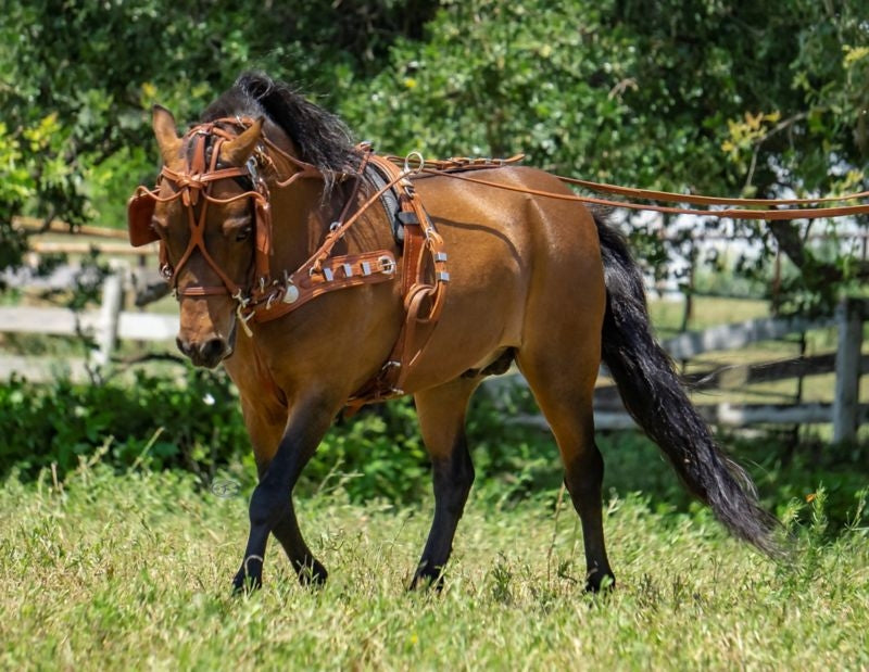 Ozark Min/Pony Western Show Harness