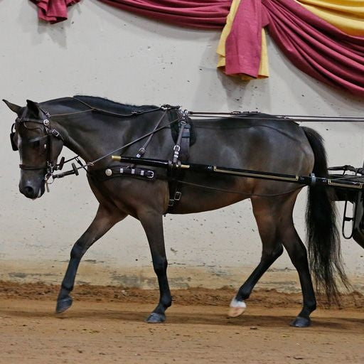 Ozark Min/Pony Western Show Harness