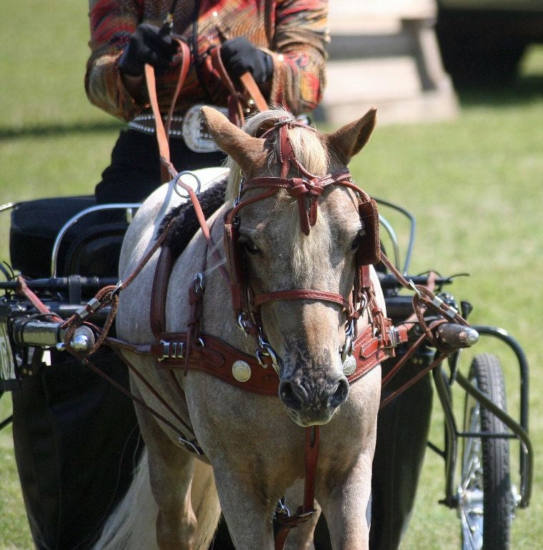 Ozark Min/Pony Western Show Harness