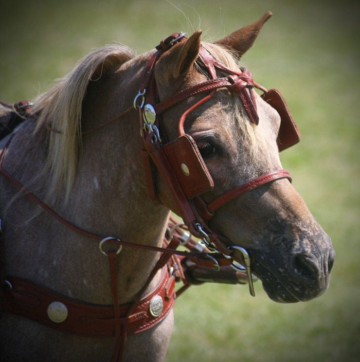 Ozark Min/Pony Western Show Harness