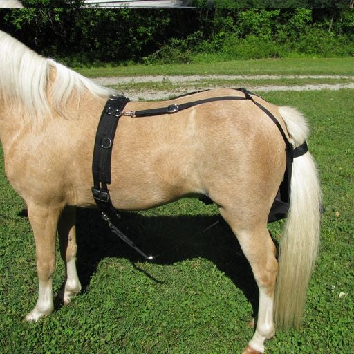 Ozark Mini/Pony Driving or Companion Diaper