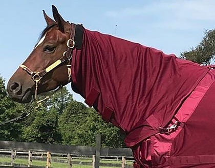 Back on Track Mesh Horse Neck Cover