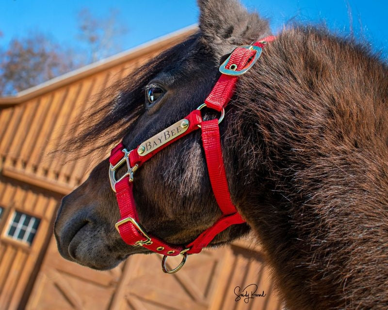 Ozark Mini Personal 2 Brass Tag Nylon Halter