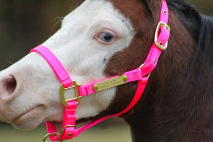Ozark Mini Personal 2 Brass Tag Nylon Halter