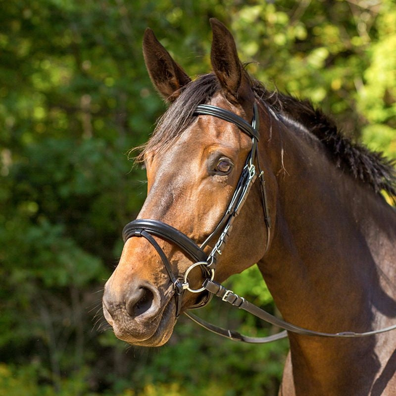 Shires Avignon Aspen Bridle